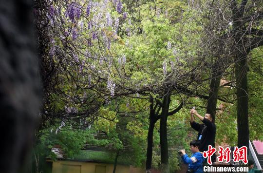 一对父子在拍摄紫藤美景。 王昊阳 摄