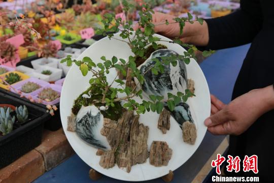 盆景作品。 刘玉桃 摄