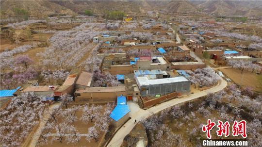 甘肃省临夏州东乡县唐汪镇万亩杏园。 史有东 摄