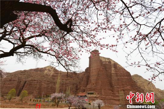 杏花竞相绽放。 史有东 摄