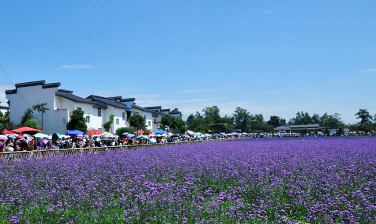 集体经营性建设用地入市调查:郫都2万亩土地如