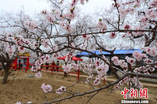 游客在杏园内游玩。 史有东 摄