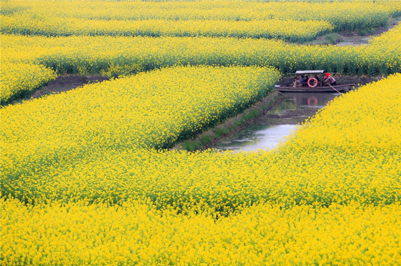 江苏兴化:千垛花开金满地|江苏|兴化|菜花