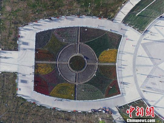 航拍阿克苏市郁金香盛开,市民围观。 王拓 摄