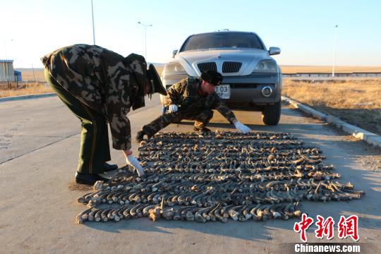 图为边检官兵清点查获的野生黄羊角。 韩海鹏 摄