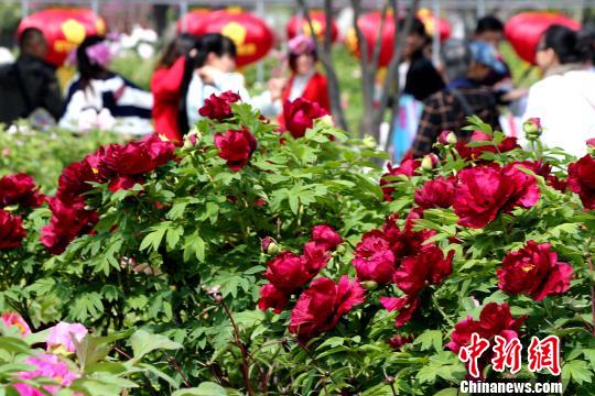 第26届菏泽牡丹文化旅游节12日在山东省菏泽市曹州牡丹园开幕,48万亩千余种牡丹竞相绽放。 梁犇 摄