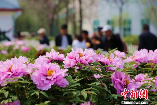 菏泽市曹州牡丹园游人如织,48万亩千余种牡丹竞相绽放。第26届菏泽牡丹文化旅游节12日在山东省菏泽市曹州牡丹园开幕。 梁犇 摄