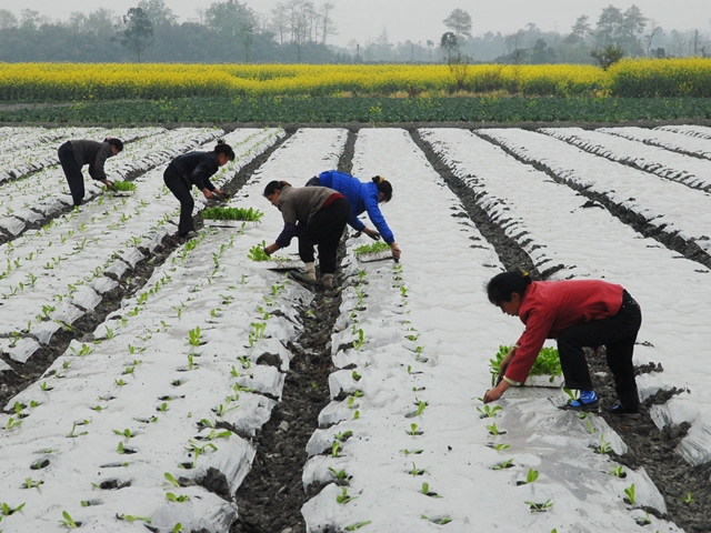 评论:三块地试点成果已现农村土改仍需确权