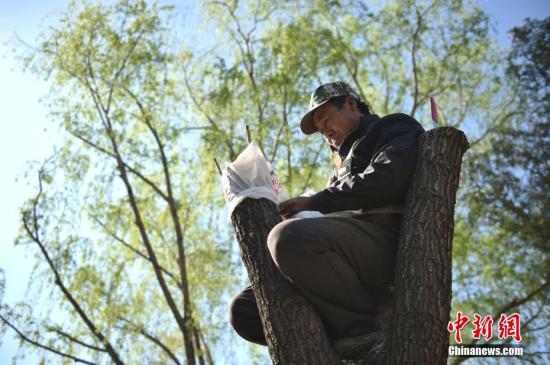 2017年4月12日，工作人员在北京市柳荫公园帮一株雌柳树做树头嫁接。中新网记者 金硕 摄