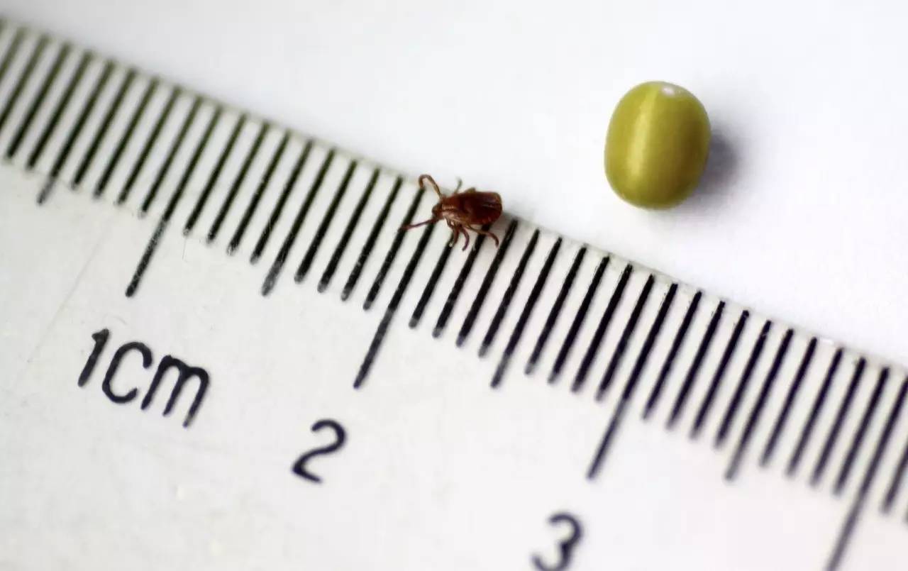 小心 | 两岁男童随家人踏青后高烧一周不退 原来