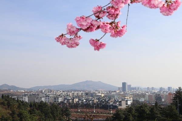 【纪检人·镜头】马龙樱花醉来客|樱花|马龙|纪