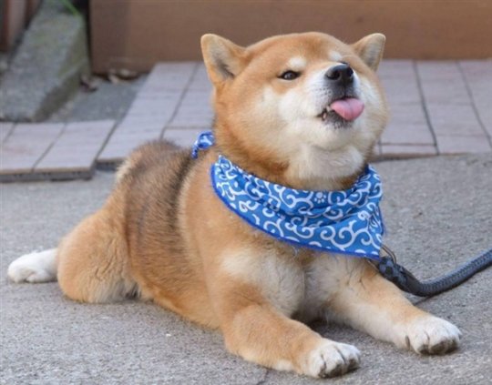 世上表情最丰富的柴犬 没有人能抵挡它的可爱