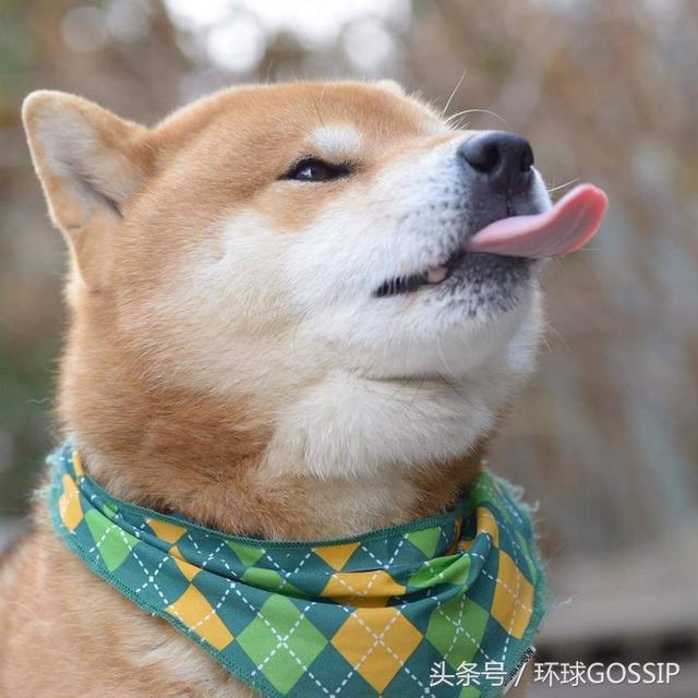 这只橘色日本柴犬可还行?简直是个"表情帝",镜头感太