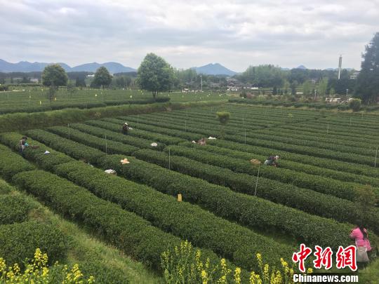 小茶叶大带动 贵州贫困村农村因茶蝶变|万里|玉