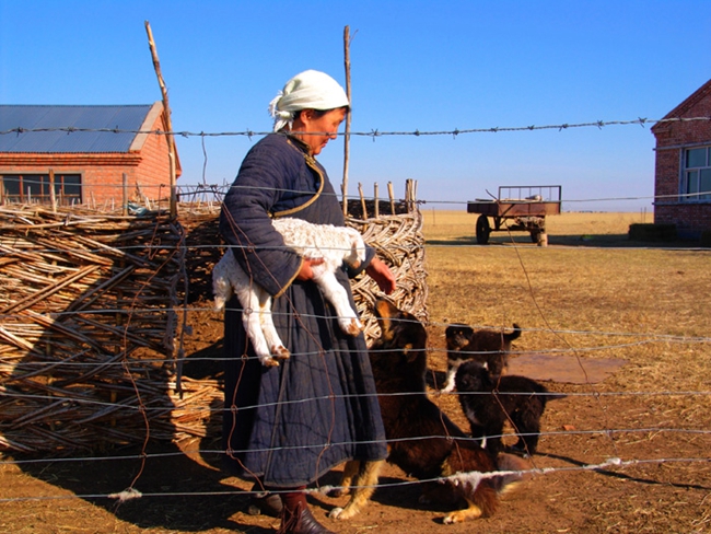 草原记忆远去,藏獒神话破灭后的蒙古牧羊犬|围攻|疫苗|攻击_新浪新闻