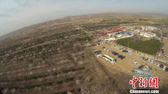 图为准格尔旗万亩杏林基地。 张林虎 摄