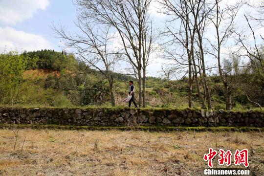 客家人在迁徙至范塅后在当地结草为庐,开荒种地,繁衍生息。在狭长的河谷地带垦荒种地,沿山脚造田。 黄一魏 摄