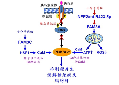 基础医学院杨吉春教授团队在糖尿病发病机制领