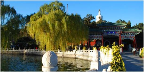 【关注】杨柳絮满天飞,城市里为何偏要种杨柳