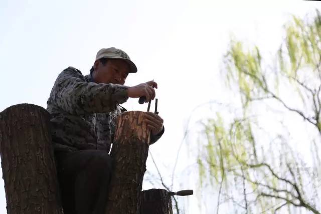 【关注】杨柳絮满天飞,城市里为何偏要种杨柳