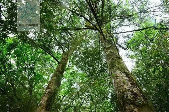 我若离去,谁来守望你的悲喜?|红豆杉|秦岭|汽车