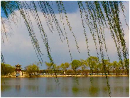 【关注】杨柳絮满天飞,城市里为何偏要种杨柳