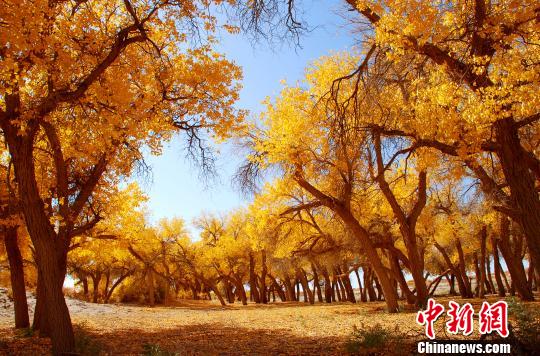 图为金秋时节的大漠胡杨。 阿拉善盟旅游局 供图