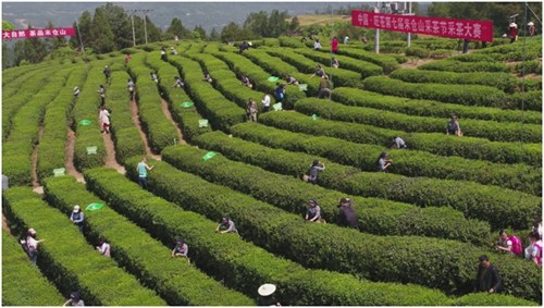 中国•旺苍第七届米仓山采茶节采茶大赛现场_副本