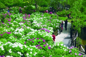 盐城黄尖掘金花经济 唱红牡丹歌|武则天|加班