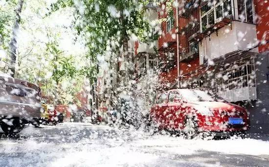 痒!痒!痒!柳絮季又到了,拿什么拯救过敏症?|过