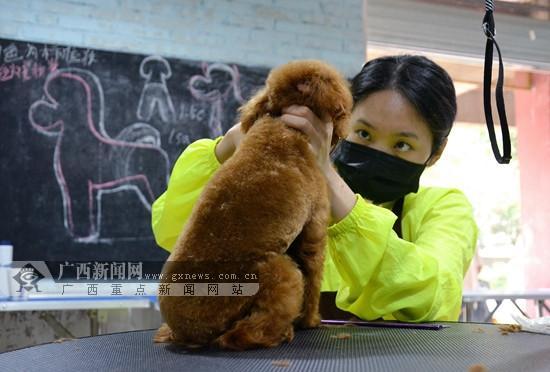 初探南宁宠物美容师行业 导师级年薪可达百万