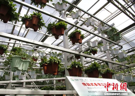 移动式多层立体轨道栽培通过自动旋转,使每棵植物均可获得均匀光照。 沙见龙 摄