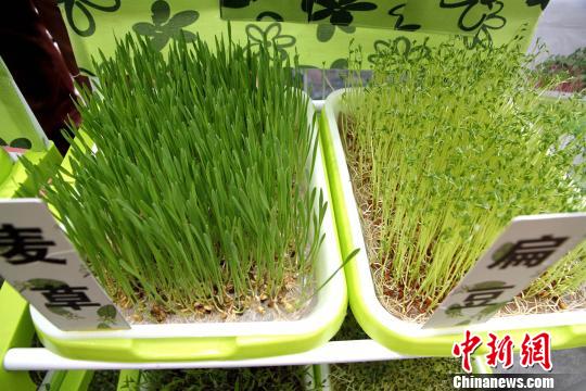 一个盘、一张纸、一把种子即可培育出健康有营养的芽菜。图为“纸上种菜”技术。 沙见龙 摄