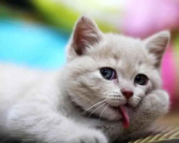 猫咪健康常识,几种情况要注意