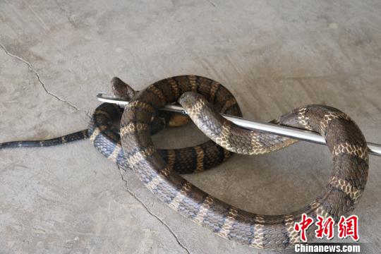 图为被捕获的眼镜王蛇。 田仁梅 摄