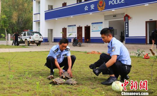 森林公安民警查获的凹甲陆龟 常宗波 摄