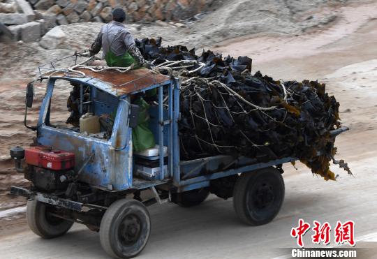 4月22日,渔民将打捞上来的海带用拖拉机一车车运往晾晒场。 张斌 摄