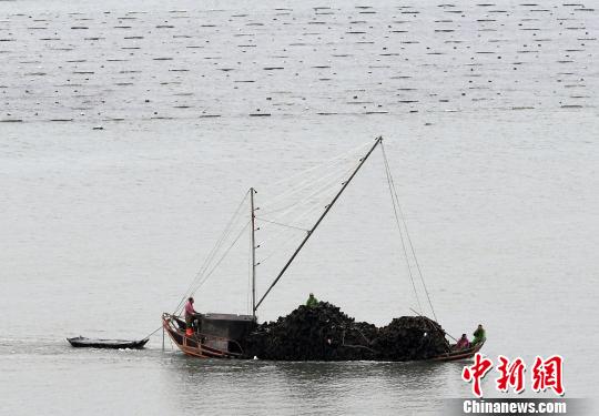 4月22日,渔民在海带养殖区打捞海带。 张斌 摄