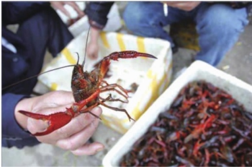 小龙虾的价格按不同规格来分,今年的价格比往