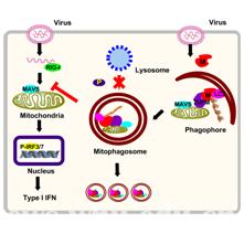 人副流感病毒研究取得新突破|副流感|病毒|陈明