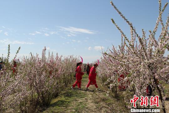26日,新疆兵团第十二师二二二团举办第二届梅花节。 袁晶 摄