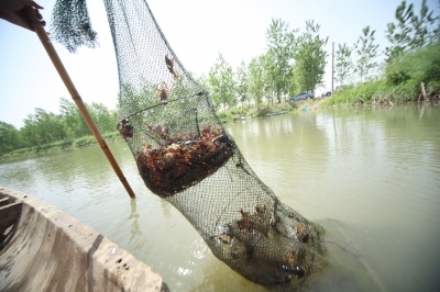兴化、高邮湖龙虾爬上市民餐桌 为啥满街都挂
