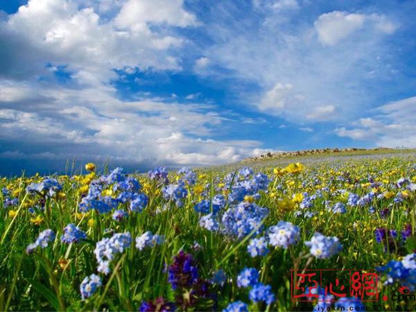 第十一届新疆裕民山花节4月30日将盛大开幕|裕