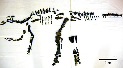 挖掘出的鸭嘴龙科恐龙化石（来源：鹉川町立穗别博物馆）