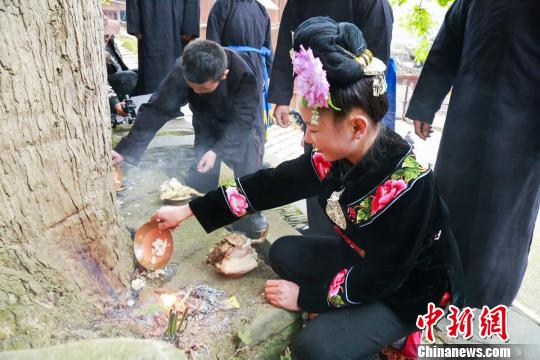 图为文强、文海燕在寨老的指导下,向护寨树(枫树)祭拜。 文寿 摄
