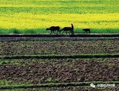 观察丨德清农村土改试点走向纵深