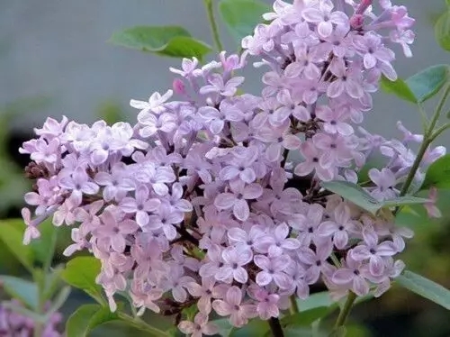 哈尔滨丁香赏花地图新鲜出炉 三大公园4条路线