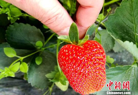 草莓节的举办,也为当地农户带来可观的经济收入。图为游客在草莓种植地体验采摘乐趣。 史玉江 摄