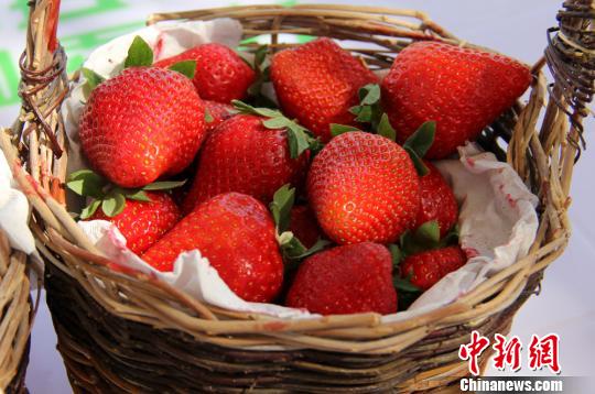 开幕式上举办了草莓品鉴和试吃活动。 史玉江 摄