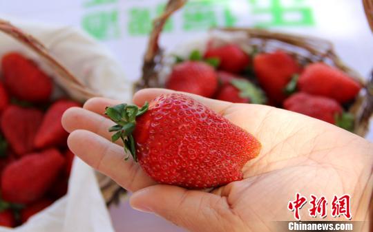 个头硕大、色泽红艳、不同口味的草莓,让游客爱不释手。 史玉江 摄